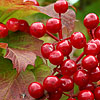 Viburnum opulus - Guelder Rose