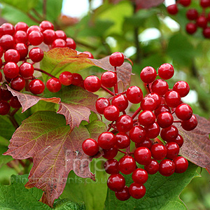 Viburnum opulus (Guelder Rose)