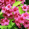 Weigela rubicor - Weigela