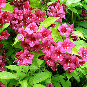 Weigela rubicor (Weigela)