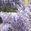 Wisteria floribunda - Multijuga - Wisteria