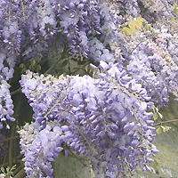 Wisteria floribunda - 'Multijuga' (Wisteria)