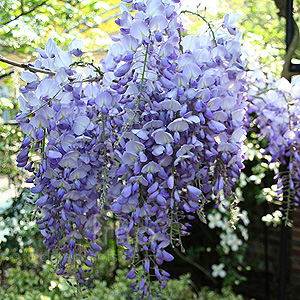 Wisteria sinensis (Wisteria)