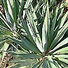 Yucca recurvifolia