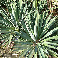 Yucca recurvifolia