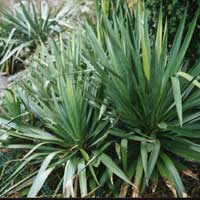 Yucca gloriosa (Spannish Dagger)