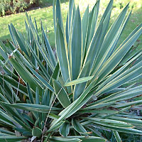 Yucca gloriosa - 'Variegata'