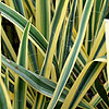 Yucca filamentosa - Bright Edge - Adams needle
