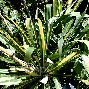 Yucca - 'Garlands Gold'