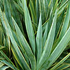 Yucca gloifolia - Marginata