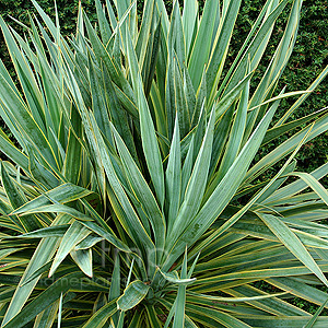 Yucca gloifolia - 'Marginata'
