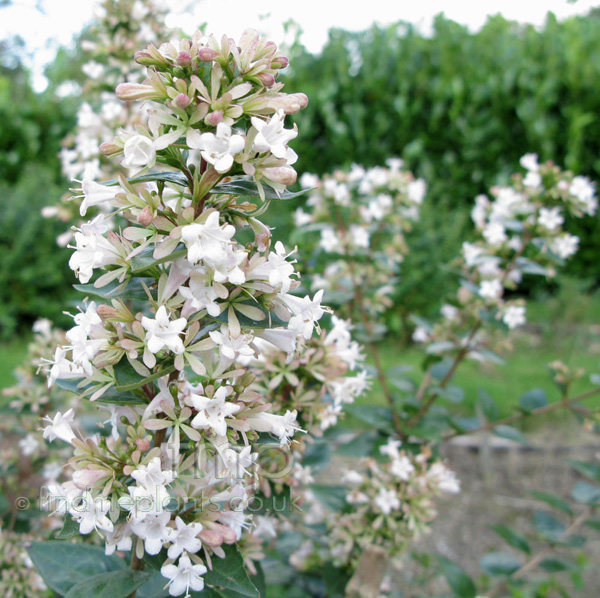 Big Photo of Abelia Chinensis, Flower Close-up