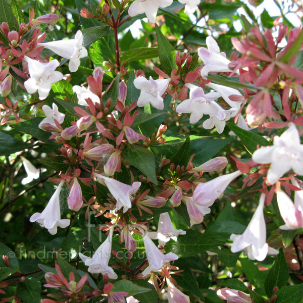 Big Photo of Abelia X Grandiflora, Flower Close-up