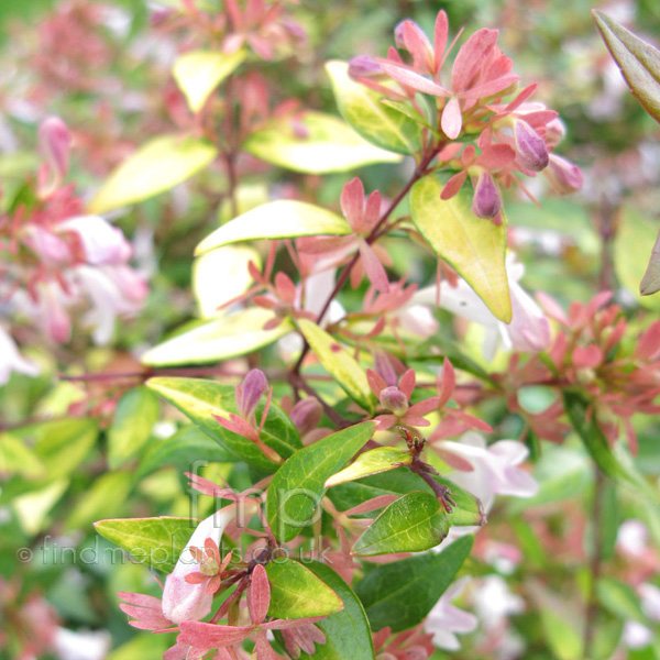 Big Photo of Abelia Grandiflora, Flower Close-up