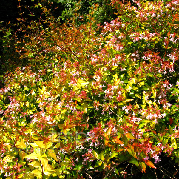 Big Photo of Abelia Grandiflora