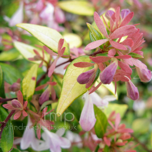 Big Photo of Abelia Grandiflora