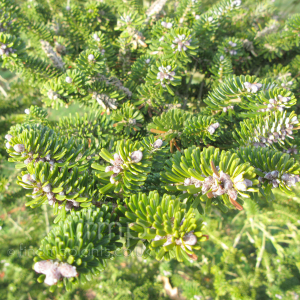 Big Photo of Abies Koreana