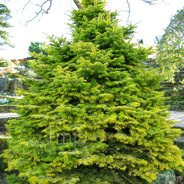 Big Photo of Abies Nordmannianna