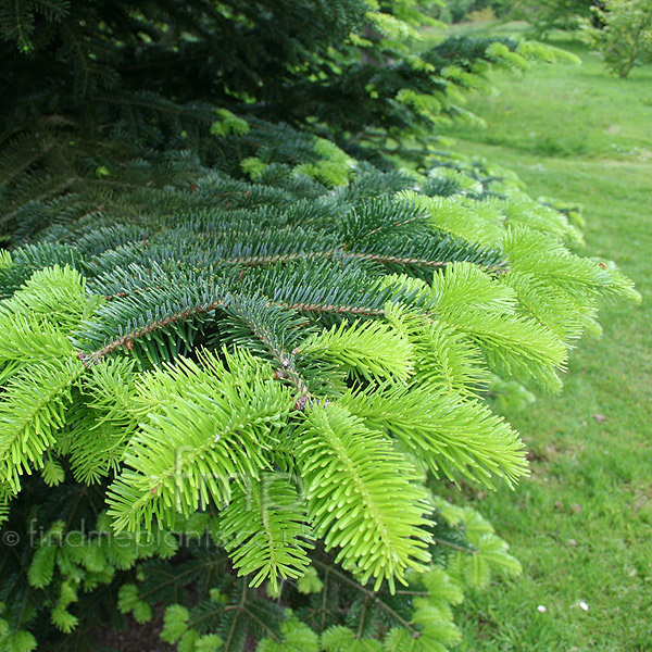 Big Photo of Abies Nordmanniana