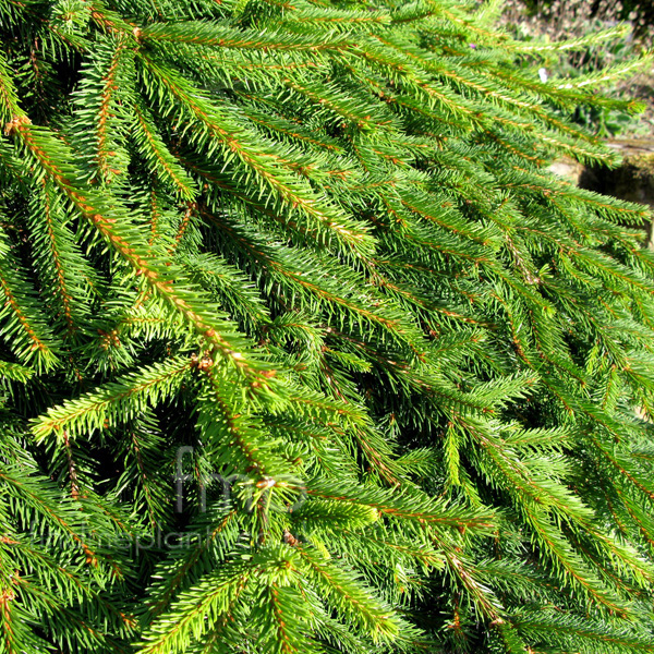 Big Photo of Picea Abies, Leaf Close-up