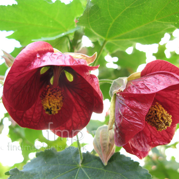 Big Photo of Abutilon , Flower Close-up