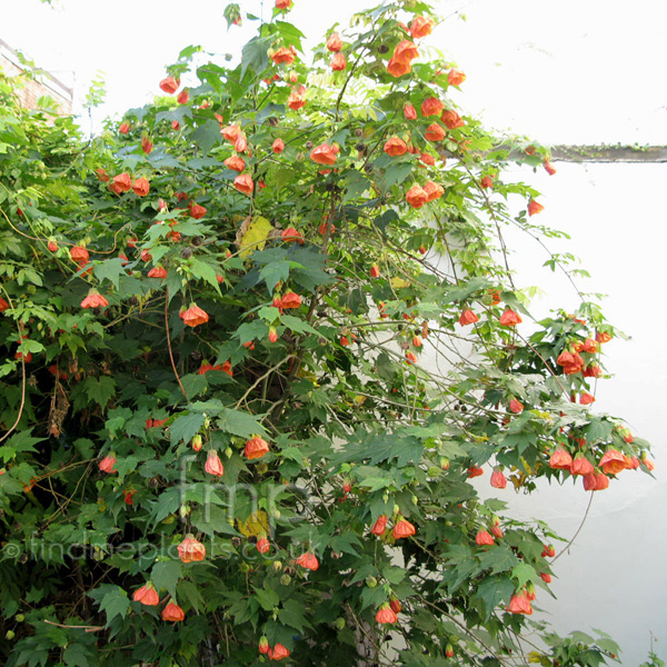 Big Photo of Abutilon 