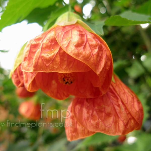 Big Photo of Abutilon , Flower Close-up