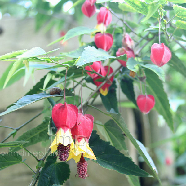 Big Photo of Abutilon Megapotamicum