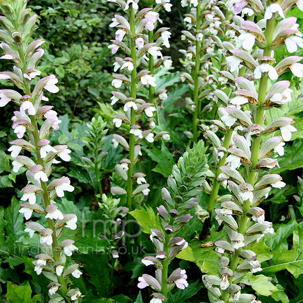 Big Photo of Acanthus Summer Beauty