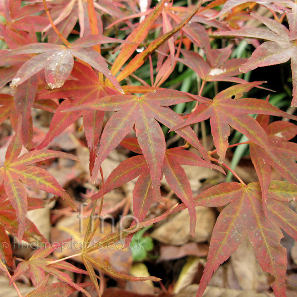 Big Photo of Acer Palmatum