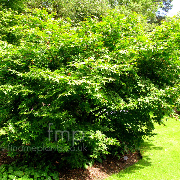 Big Photo of Acer Palmatum