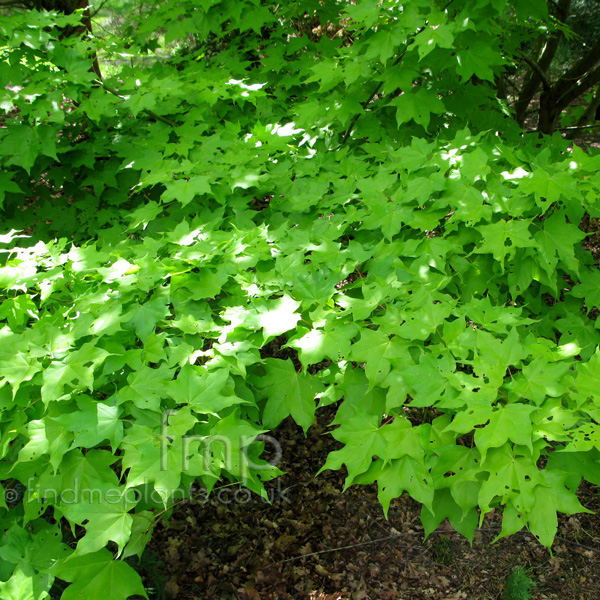 Big Photo of Acer Cappadocicum, Leaf Close-up