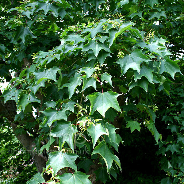 Big Photo of Acer Cappadocicum