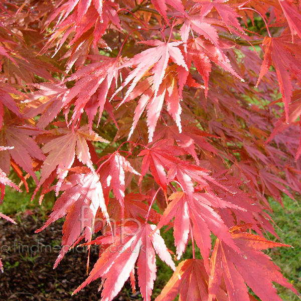 Big Photo of Acer Palmatum