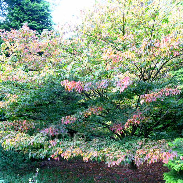 Big Photo of Acer  Cissifolium