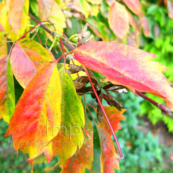Big Photo of Acer  Cissifolium, Leaf Close-up