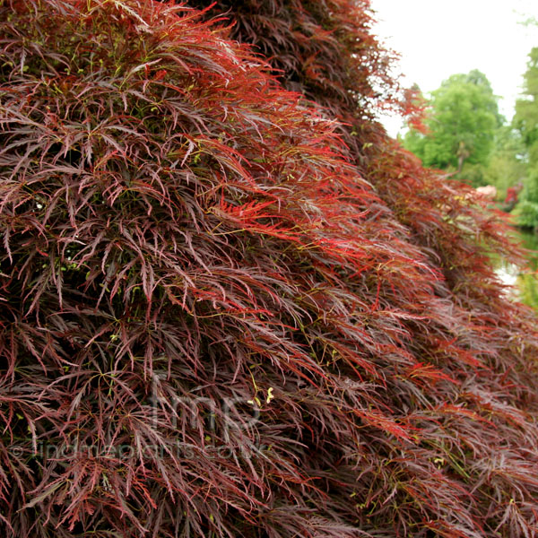 Big Photo of Acer Palmatum, Leaf Close-up