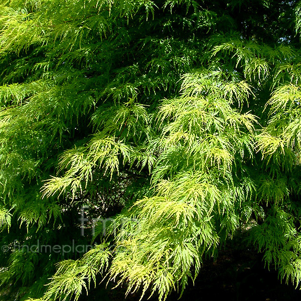 Big Photo of Acer Palmatum