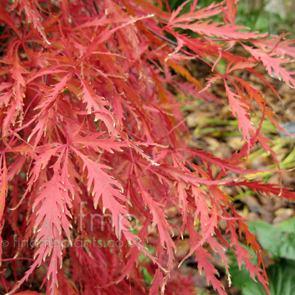 Big Photo of Acer Palmatum