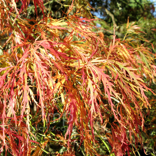 Big Photo of Acer Palmatum