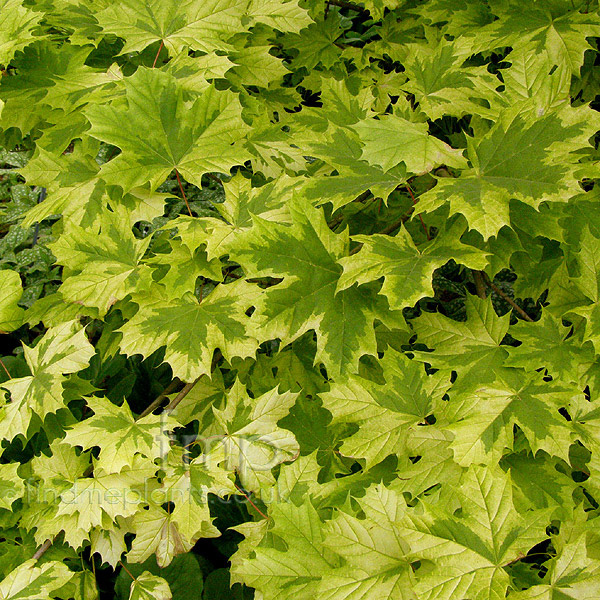 Big Photo of Acer  Platanoides 