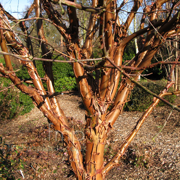 Big Photo of Acer Griseum