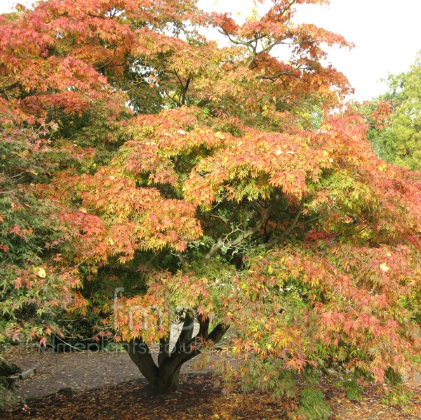 Acer palmatum 'Heptalobum' Information, Pictures & Cultivation Tips