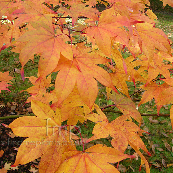 Big Photo of Acer Palmatum