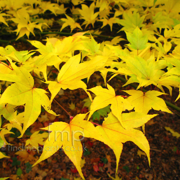 Big Photo of Acer Palmatum, Leaf Close-up