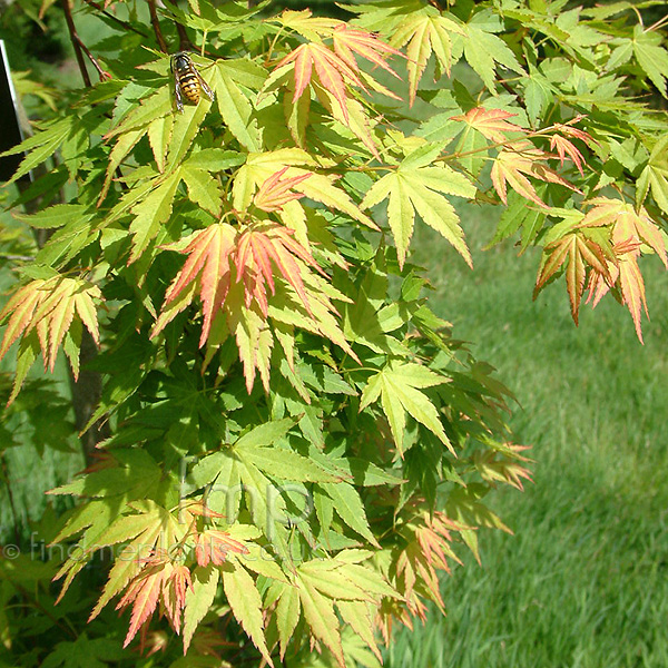 Big Photo of Acer Palmatum