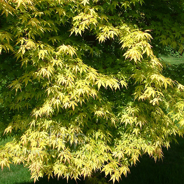 Big Photo of Acer Palmatum