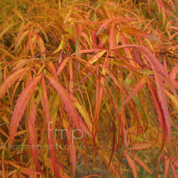 Big Photo of Acer Palmatum, Leaf Close-up