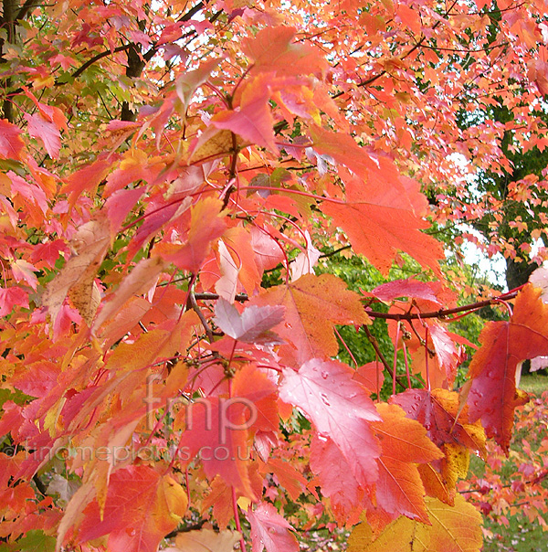 Big Photo of Acer Rubrum