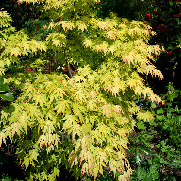 Big Photo of Acer  Palmatum